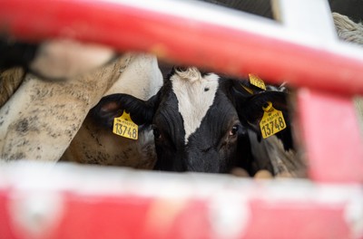 Dánská kráva na hranicích v Turecku - Nevinné oběti